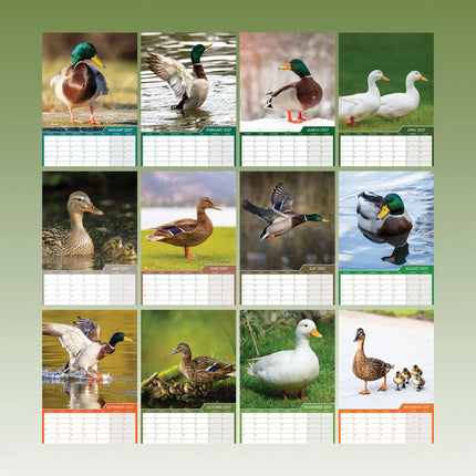 CalendarsRUs Eenden A3 Kalender 2027