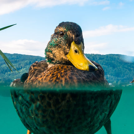 CalendarsRUs Eenden Slimline Kalender 2027