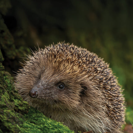 CalendarsRUs Egel A3 Kalender 2026