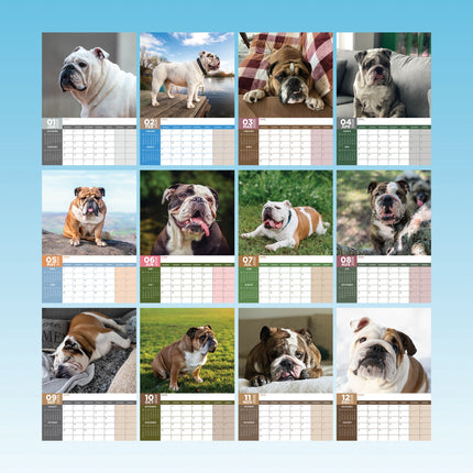 CalendarsRUs Engelse Bulldog A3 Kalender 2026