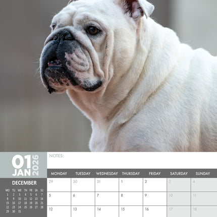 CalendarsRUs Engelse Bulldog A3 Kalender 2026