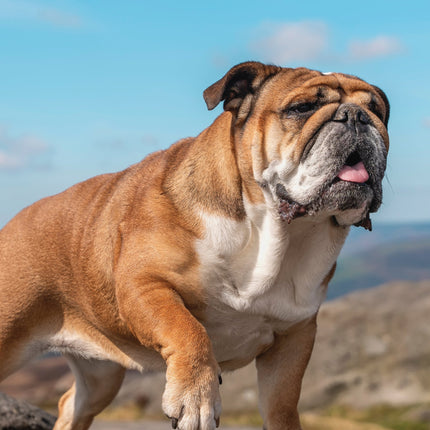 CalendarsRUs Engelse Bulldog A3 Kalender 2026