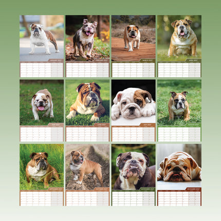CalendarsRUs Engelse Bulldog A3 Kalender 2027