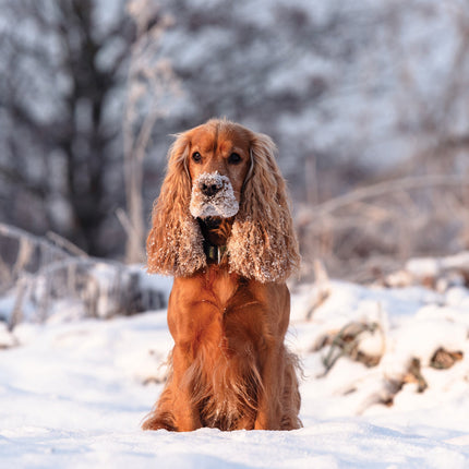 CalendarsRUs Engelse Cocker Spaniel Kalender 2026
