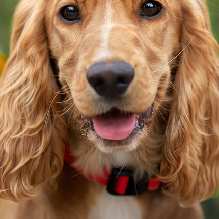 CalendarsRUs Engelse Cocker Spaniel Slimline Kalender 2026