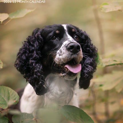 CalendarsRUs Engelse Springer Spaniel A3 Kalender 2026
