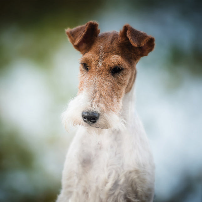 CalendarsRUs Fox Terrier Kalender 2026