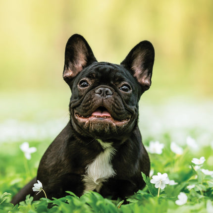 CalendarsRUs Franse Bulldog A3 Kalender 2026