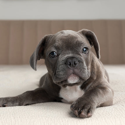 CalendarsRUs Franse Bulldog Kalender 2026