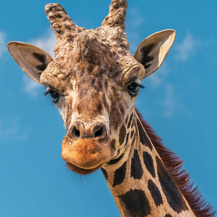 CalendarsRUs Giraffe A3 Kalender 2027
