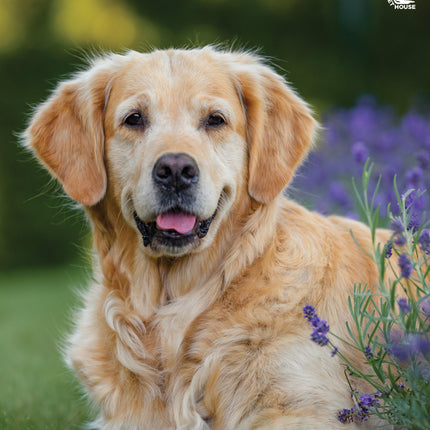 CalendarsRUs Golden Retriever A3 Kalender 2026