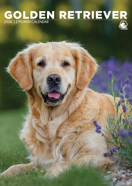 CalendarsRUs Golden Retriever A3 Kalender 2027