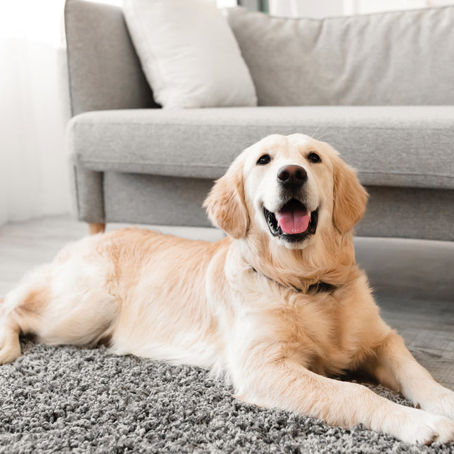 CalendarsRUs Golden Retriever Kalender 2026