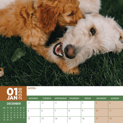 CalendarsRUs Goldendoodle A3 Kalender 2026