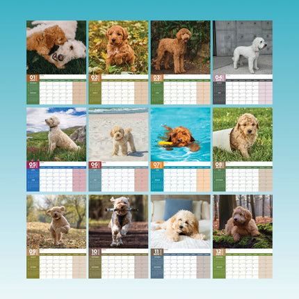 CalendarsRUs Goldendoodle A3 Kalender 2026