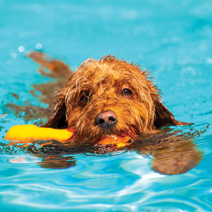 CalendarsRUs Goldendoodle A3 Kalender 2026