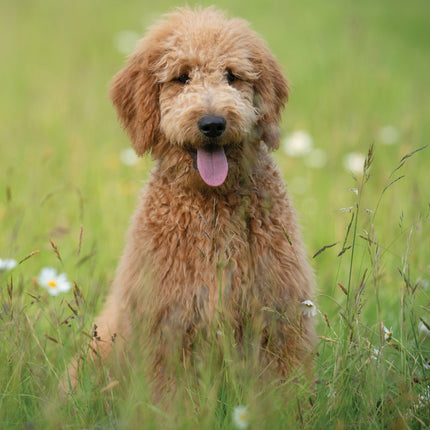 CalendarsRUs Goldendoodle A3 Kalender 2027