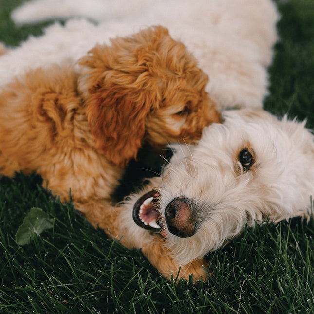 CalendarsRUs Goldendoodle Kalender 2026