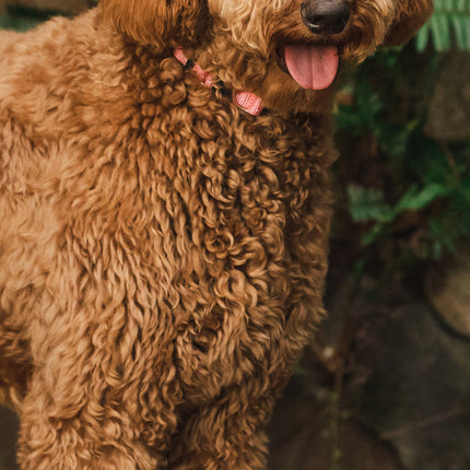CalendarsRUs Goldendoodle Slimline Kalender 2026