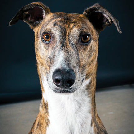 CalendarsRUs Greyhound A3 Kalender 2026