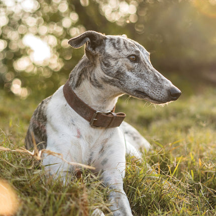 CalendarsRUs Greyhound A3 Kalender 2027