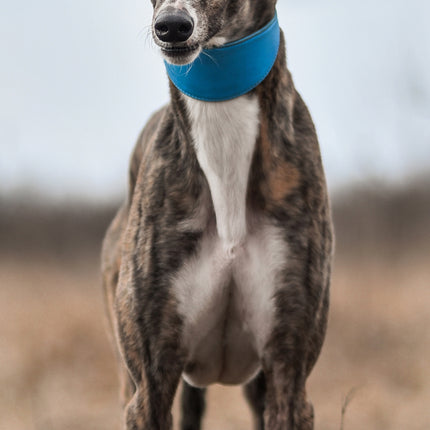 CalendarsRUs Greyhound Slimline Kalender 2026