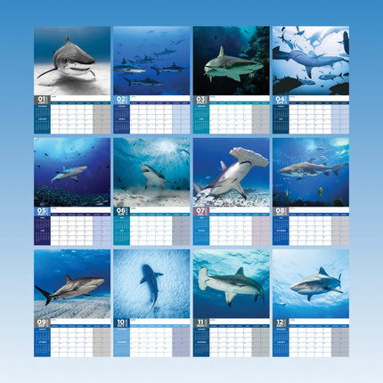 CalendarsRUs Haaien A3 Kalender 2026