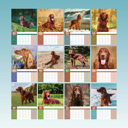 CalendarsRUs Ierse Setter A3 Kalender 2026