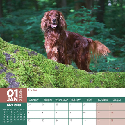 CalendarsRUs Ierse Setter A3 Kalender 2026