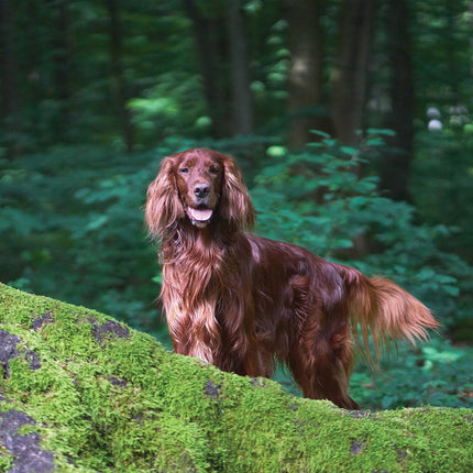 CalendarsRUs Ierse Setter Kalender 2026