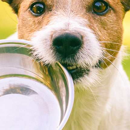 CalendarsRUs Jack Russell Slimline Kalender 2026