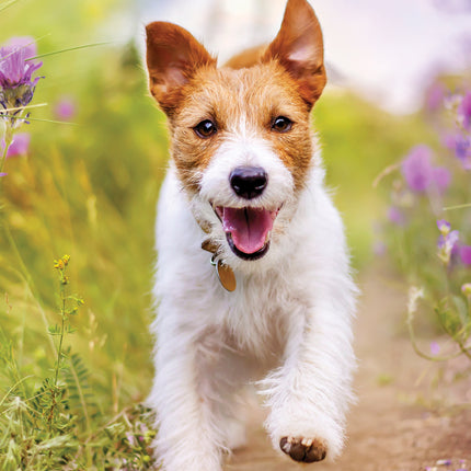 CalendarsRUs Jack Russell Terrier A3 Kalender 2027