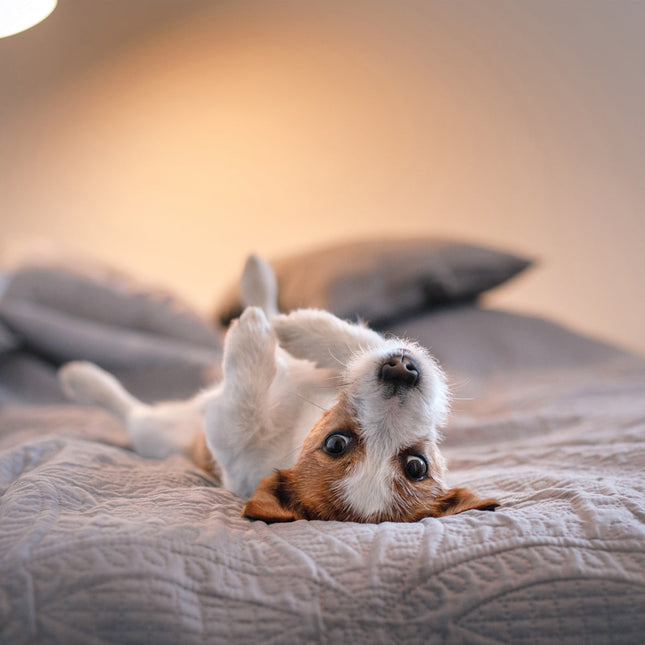 CalendarsRUs Jack Russell Terrier Kalender 2026