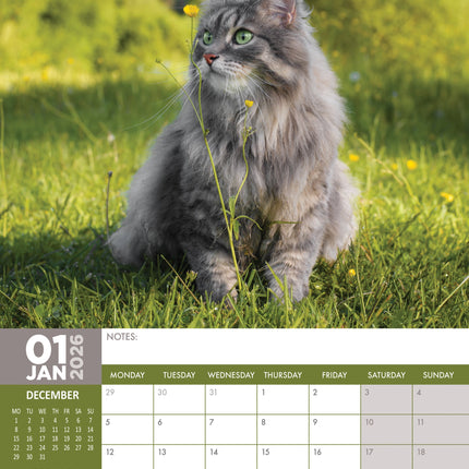 CalendarsRUs Katten A3 Kalender 2026