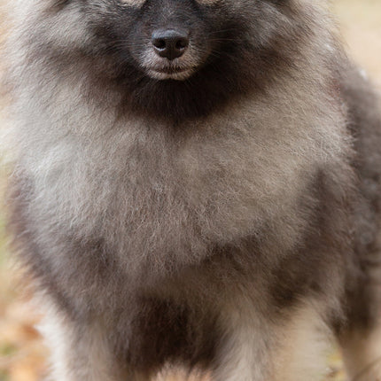 CalendarsRUs Keeshond Slimline Kalender 2026