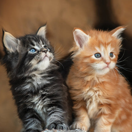 CalendarsRUs Kittens A3 Kalender 2026