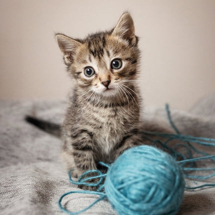 CalendarsRUs Kittens Kalender 2027