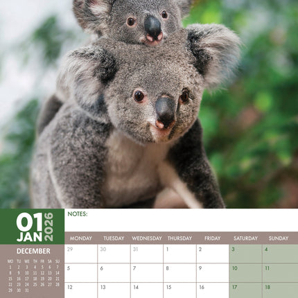 CalendarsRUs Koala A3 Kalender 2026
