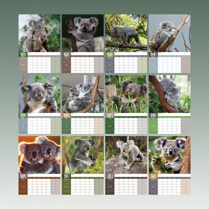CalendarsRUs Koala A3 Kalender 2026