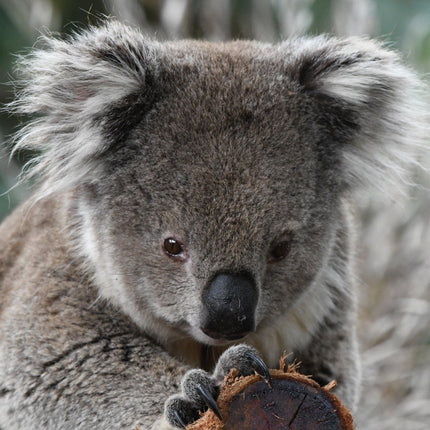 CalendarsRUs Koala A3 Kalender 2026