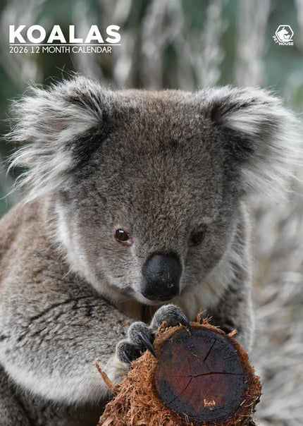 CalendarsRUs Koala A3 Kalender 2026