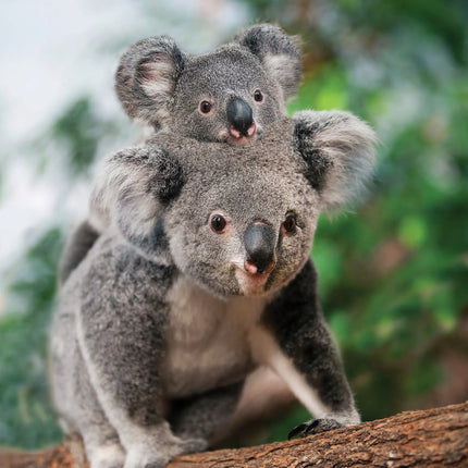 CalendarsRUs Koala A3 Kalender 2027