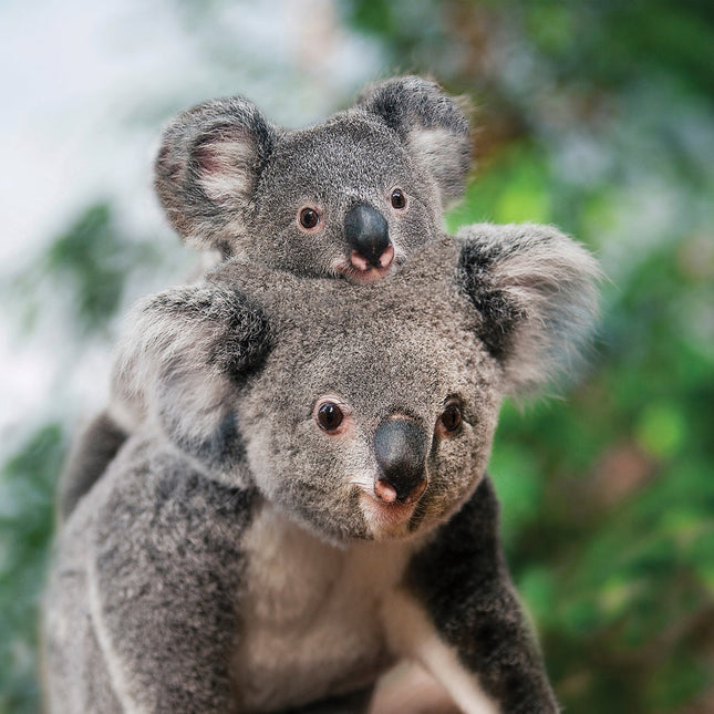 CalendarsRUs Koala Kalender 2026