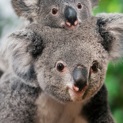 CalendarsRUs Koala Slimline Kalender 2026