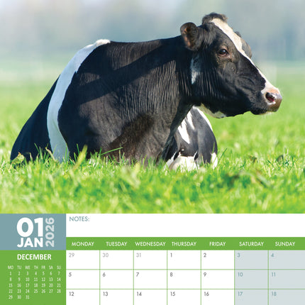 CalendarsRUs Koeien A3 Kalender 2026