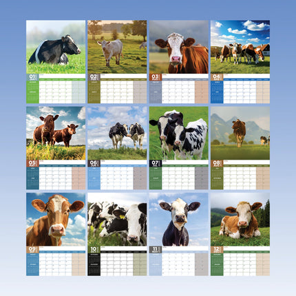 CalendarsRUs Koeien A3 Kalender 2026