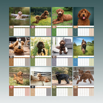CalendarsRUs Labradoodle A3 Kalender 2026