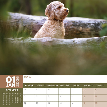 CalendarsRUs Labradoodle A3 Kalender 2026