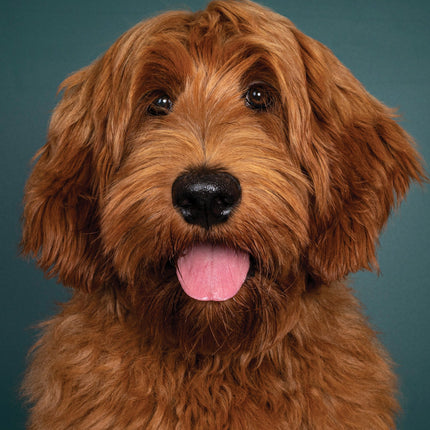CalendarsRUs Labradoodle A3 Kalender 2026
