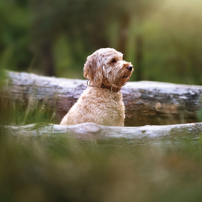 CalendarsRUs Labradoodle Kalender 2026